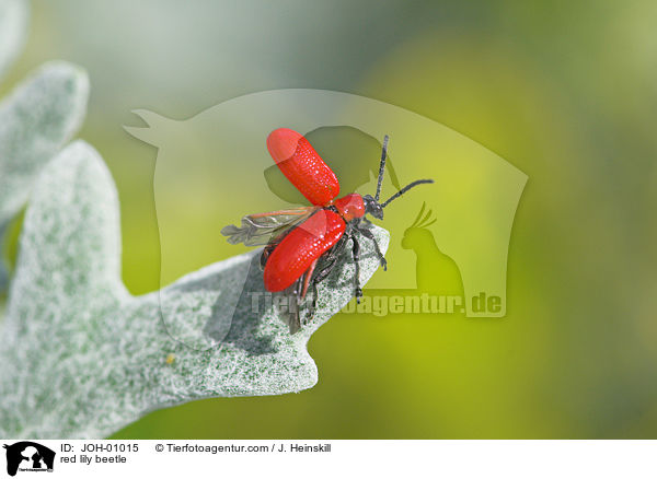 Lilienhhnchen auf Silbereiche / red lily beetle / JOH-01015