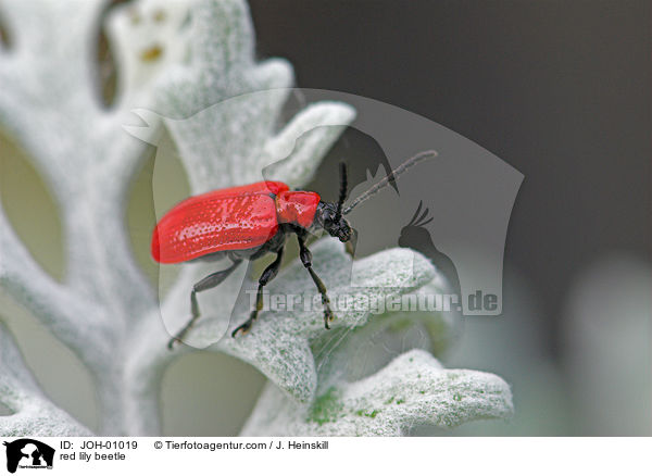 Lilienhhnchen auf Silbereiche / red lily beetle / JOH-01019