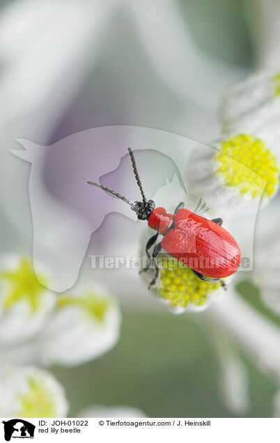 Lilienhhnchen auf Silbereiche / red lily beetle / JOH-01022