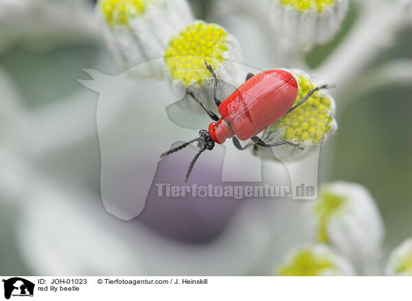 Lilienhhnchen auf Silbereiche / red lily beetle / JOH-01023