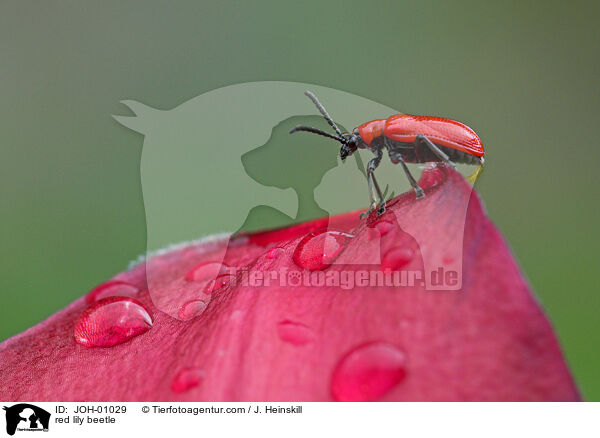 red lily beetle / JOH-01029