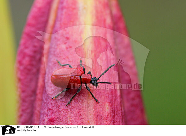Lilienhhnchen auf Lilie / red lily beetle / JOH-01031
