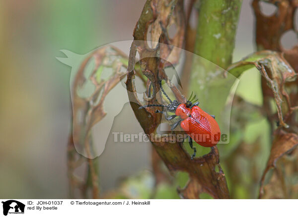 Lilienhhnchen auf Lilie / red lily beetle / JOH-01037