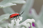 red lily beetle