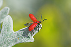 red lily beetle