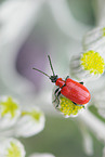 red lily beetle