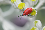 red lily beetle