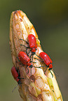 red lily beetle