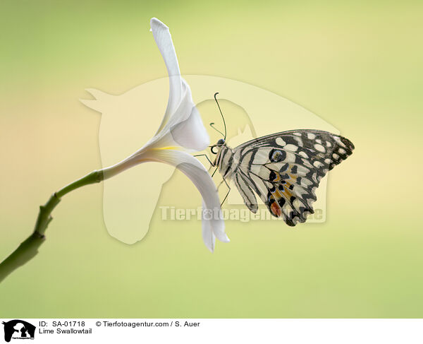 Lime Swallowtail / SA-01718