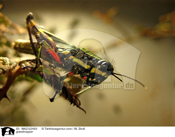 Heuschrecke / grasshopper / MAZ-02493