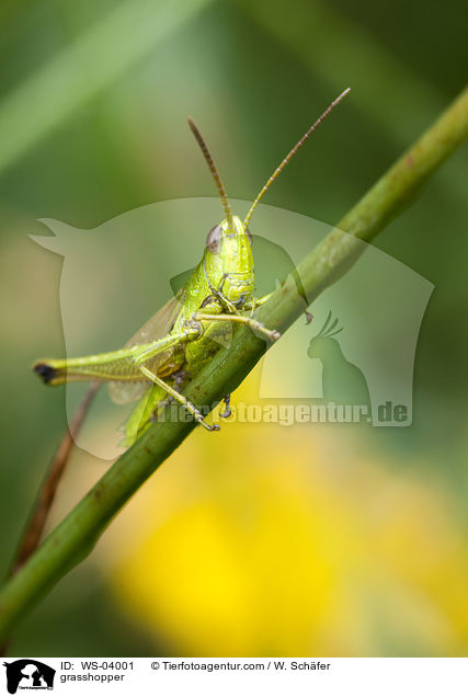 Kurzfhlerheuschrecke / grasshopper / WS-04001