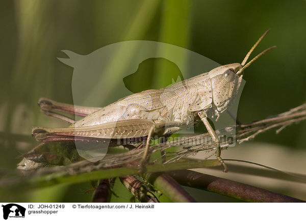 Heuschrecke / grasshopper / JOH-01249