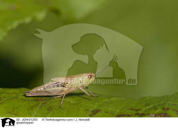 Heuschrecke / grasshopper / JOH-01250