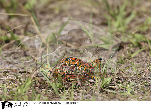 Kurzfhlerheuschrecke / grasshopper / FF-12904