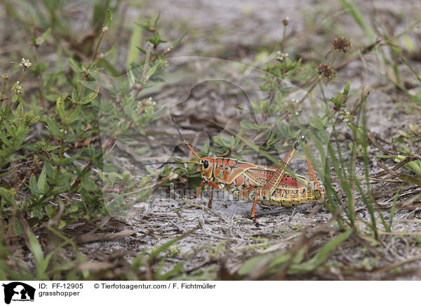 Kurzfhlerheuschrecke / grasshopper / FF-12905