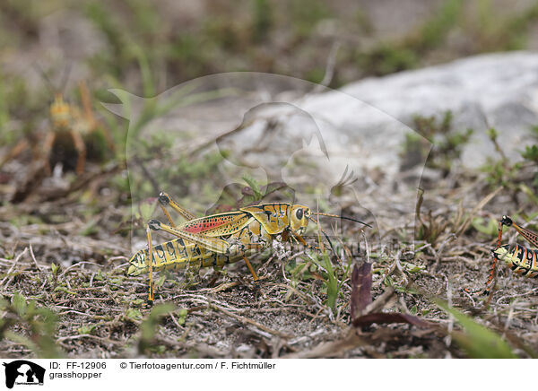 Kurzfhlerheuschrecke / grasshopper / FF-12906