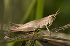 grasshopper