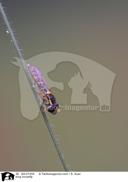 long hoverfly / SA-01444