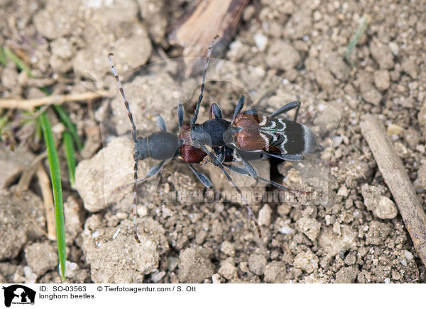 Bockkfer / longhorn beetles / SO-03563