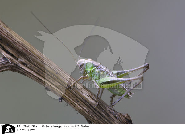 Langfhlerheuschrecke / grasshopper / CM-01367