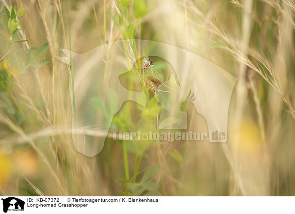 Langfhlerheuschrecke / Long-horned Grasshopper / KB-07372