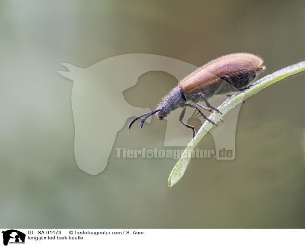 Wollkfer / long-jointed bark beetle / SA-01473