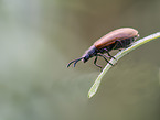 long-jointed bark beetle