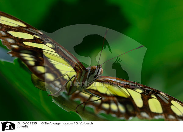 Malachitfalter / butterfly / DV-01335