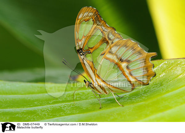 Malachitfalter / Malachite butterfly / DMS-07449