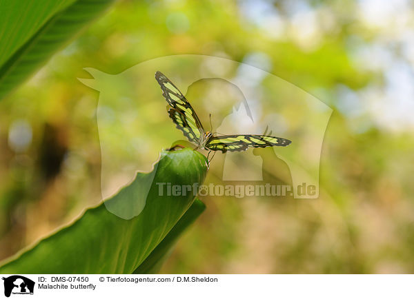 Malachitfalter / Malachite butterfly / DMS-07450