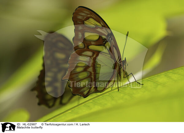 Malachitfalter / Malachite butterfly / HL-02987