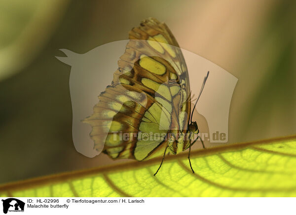 Malachitfalter / Malachite butterfly / HL-02996