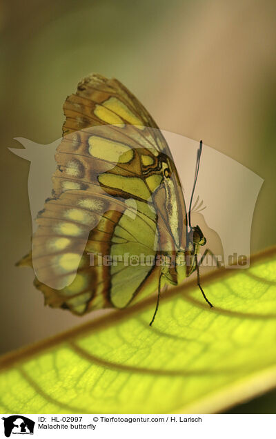 Malachitfalter / Malachite butterfly / HL-02997