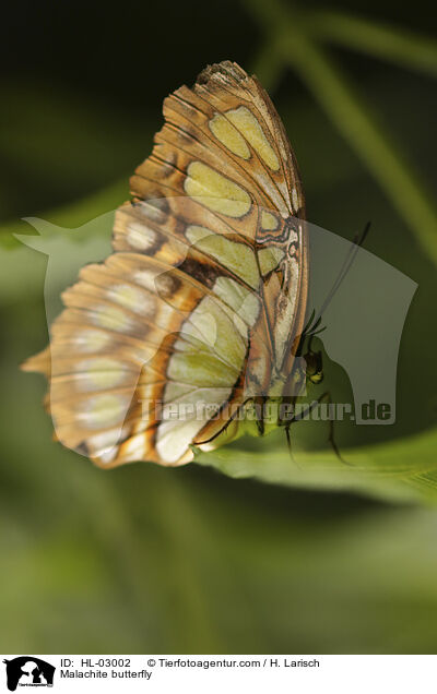 Malachitfalter / Malachite butterfly / HL-03002