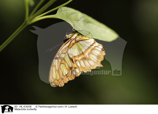 Malachite butterfly / HL-03008