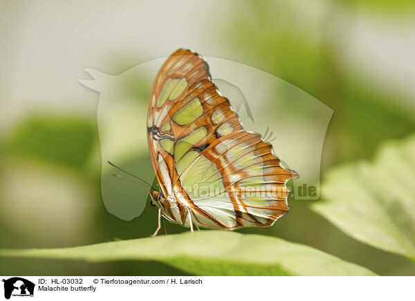 Malachite butterfly / HL-03032