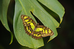 Malachite butterfly