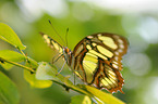 Malachite butterfly