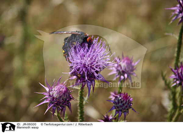 Gelbkpfige Dolchwespe / Mammoth wasp / JR-06000