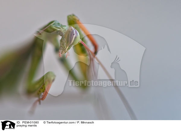Gottesanbeterin / praying mantis / PEM-01080