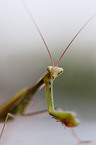 praying mantis