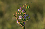 praying mantis