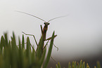 praying mantis