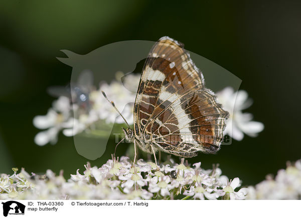 Landkrtchen / map butterfly / THA-03360