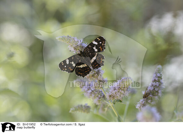 Landkrtchen / map butterfly / SI-01952