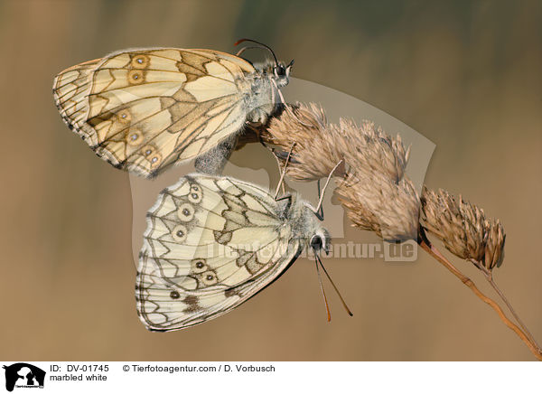 Schachbrettfalter / marbled white / DV-01745