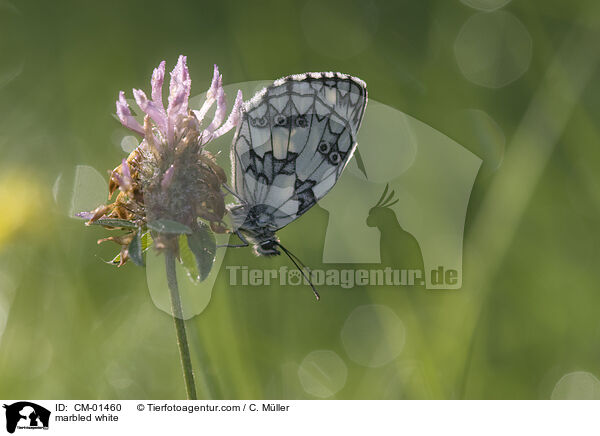 Schachbrettfalter / marbled white / CM-01460