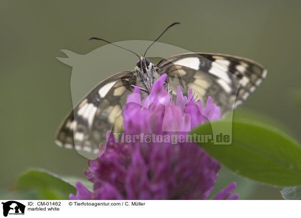 Schachbrettfalter / marbled white / CM-01462