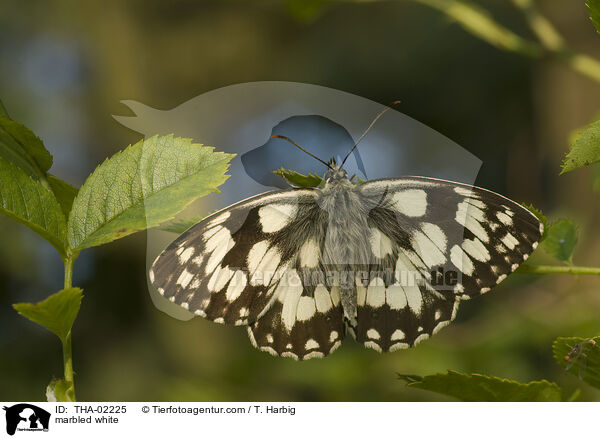 Schachbrettfalter / marbled white / THA-02225