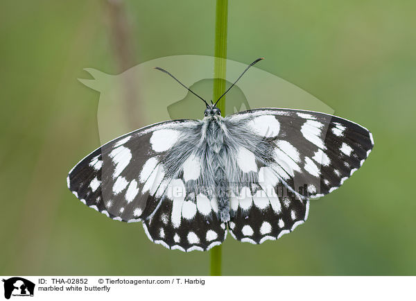 Schachbrettfalter / marbled white butterfly / THA-02852